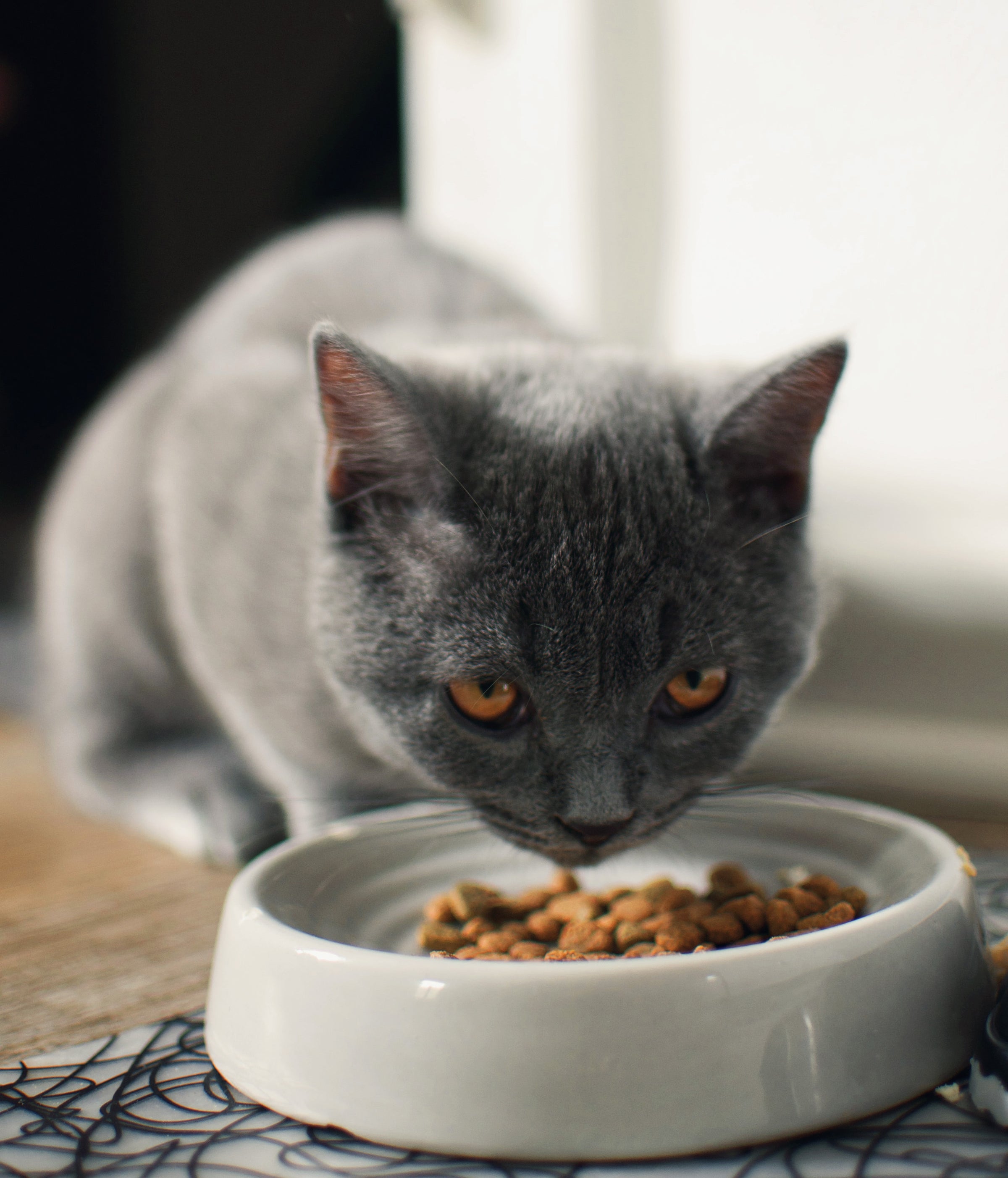 Ração Natural - Gatos