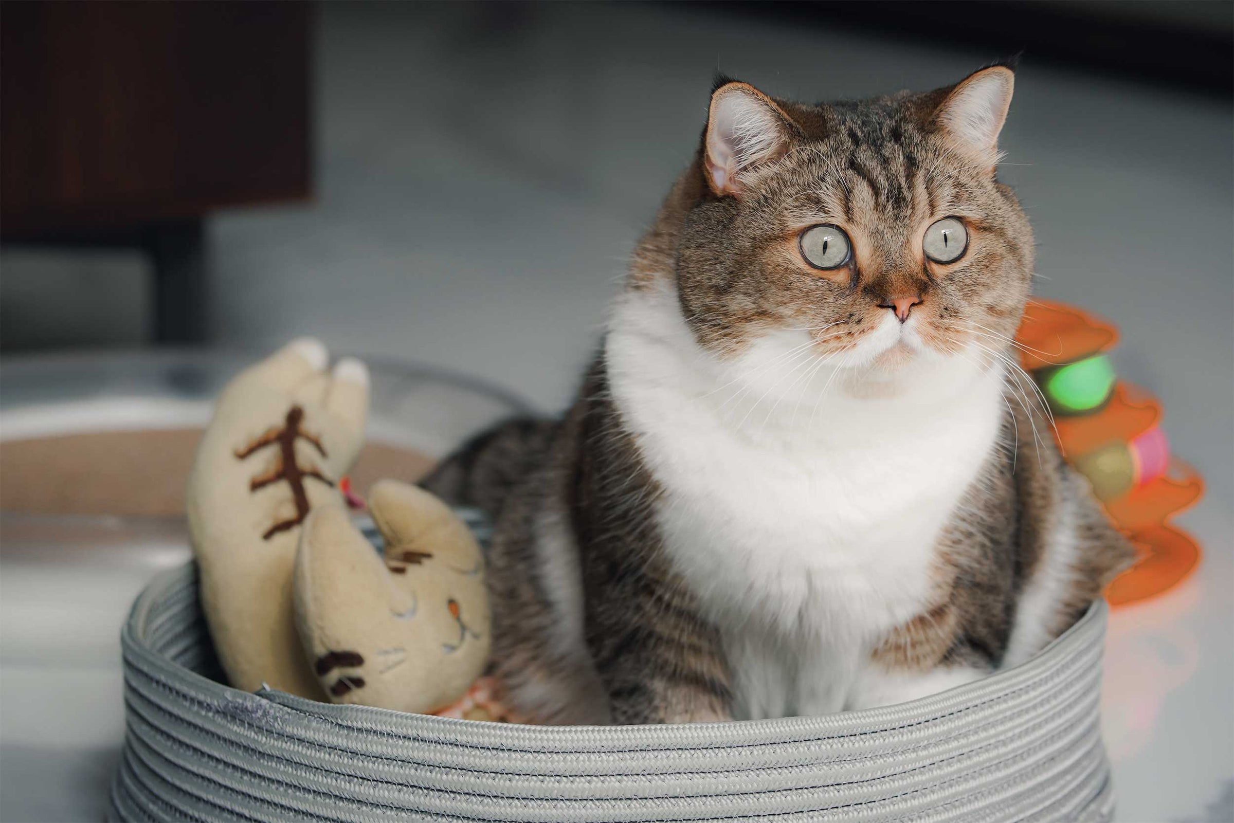 Alimentos Naturais - Gatos